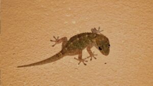 Tired of Lizards at Home? Try These 5 Simple and Effective Remedies