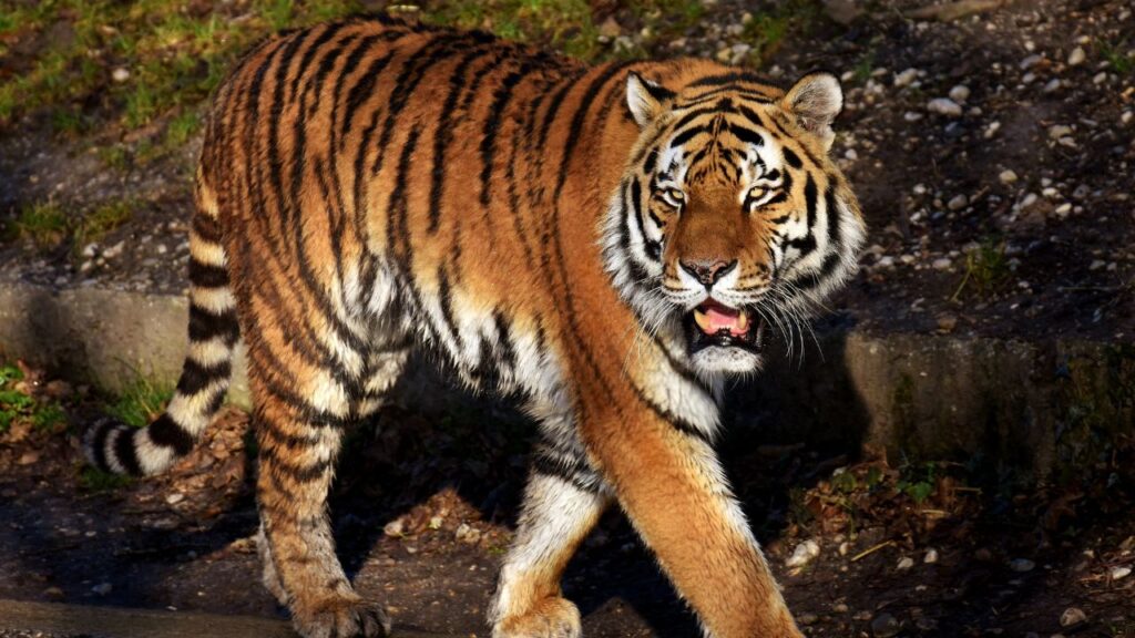 These 10 Indian Parks Guarantee the Most Thrilling Tiger Encounters