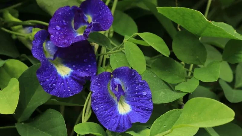 Aparajita Plant Vastu Guide: When, Where & How to Plant It for Positive Energy and Prosperity at Home