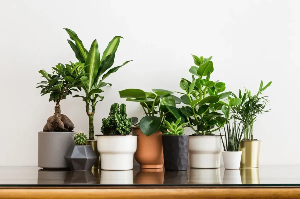 Aparajita Plant Vastu Guide: When, Where & How to Plant It for Positive Energy and Prosperity at Home