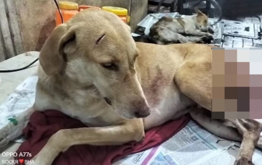 Pune: Stray Dog In Wagholi's Rohan Abhilasha Brutally Tortured With Sharp Weapon; Animal Rescuers Demand Justice