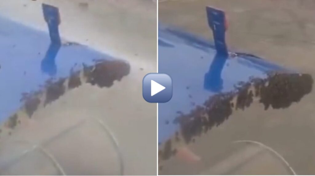 Bee Drama Delays IndiGo Flight at Surat Airport: Watch Video