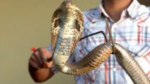Maharashtra Govt To Issue ID Cards And ₹10 Lakh Insurance Cover To Snake Rescuers