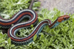 Do You Know Which Country Has the Highest Snake Population in the World?