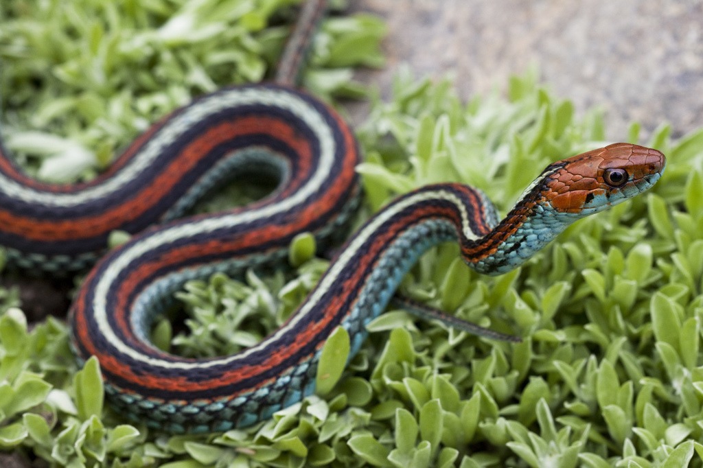Do You Know Which Country Has the Highest Snake Population in the World?