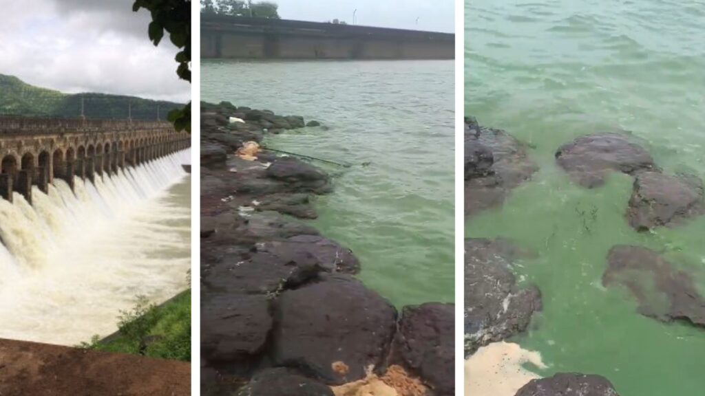 Pune: Bhatghar Dam Water Turns Green, Causes Panic; Officials Explain Reason