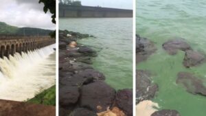 Pune: Bhatghar Dam Water Turns Green, Causes Panic; Officials Explain Reason