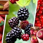 Fruits That Help Boost Immunity and May Lower Cancer Risk