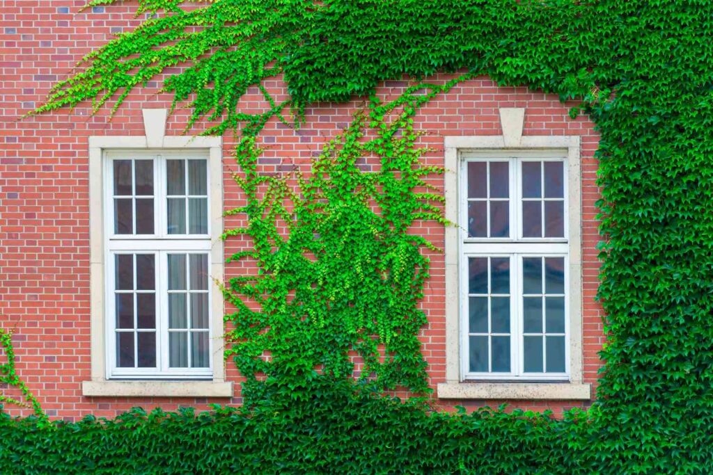 'Unlucky' Plants You Should Avoid at Home to Attract Good Luck