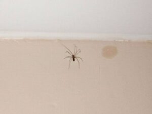 6 Smart and Natural Ways to Keep Spiders Out of Your Home