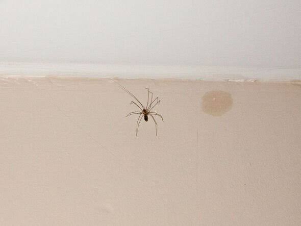 6 Smart and Natural Ways to Keep Spiders Out of Your Home