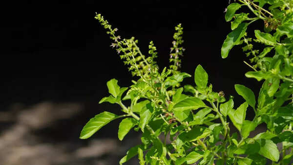 Tulsi: The Queen of Herbs and Its Scientific Identity