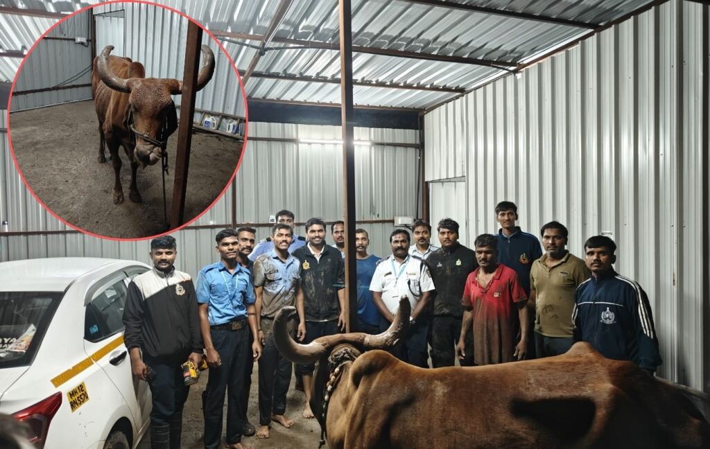 Pune News: Pimpri-Chinchwad Firefighters Rescue Cow Trapped In 40-Foot-Deep Pit Near Construction Site