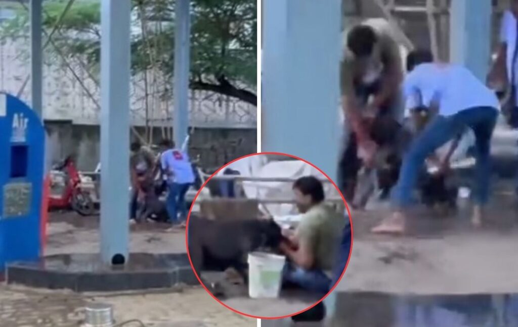 Pune Pitbull Attack: Man Seriously Injured Near Somji Petrol Pump in Kondhwa