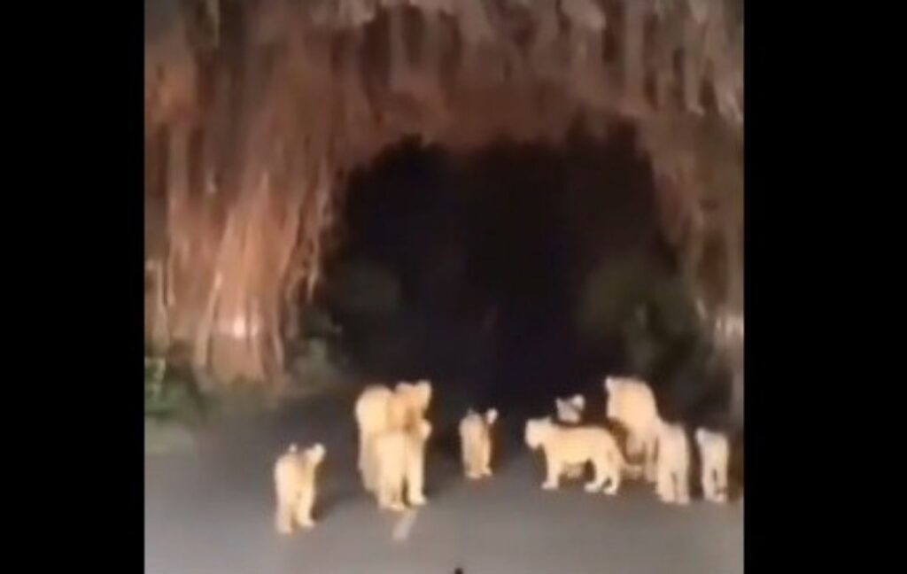 Lionesses With 8 Cubs Stroll Onto Gujarat Highway, Bring Traffic To A Halt