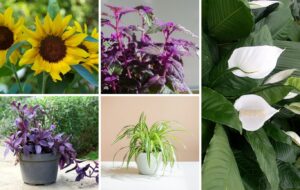Instant Green: 9 Super-Fast Growing Plants to Brighten Your Home & Garden