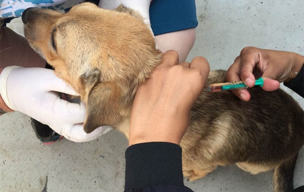 Pune:Â PMC Begins Citywide Anti-Rabies Drive To Vaccinate Stray Dogs