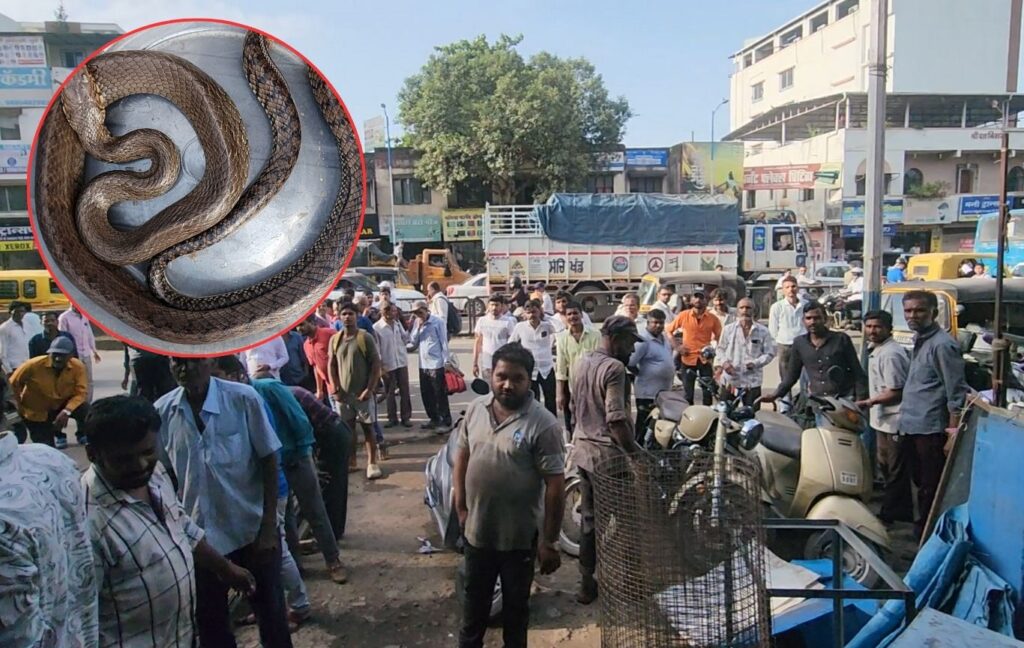 Pune: 3.5-Foot Rat Snake Rescued After Falling From Dumper In Warje Malwadi