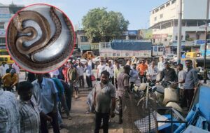 Pune: 3.5-Foot Rat Snake Rescued After Falling From Dumper In Warje Malwadi