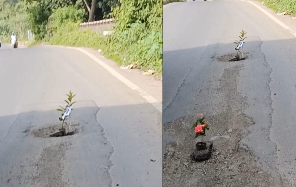 Pune Citizens Plant Saplings in Potholes to Protest Poor Road Conditions