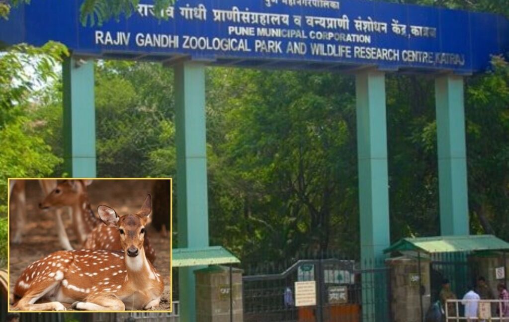 Pune: 16 Spotted Deer Die At Rajiv Gandhi Zoo; Foot-and-Mouth Disease Identified As Cause Of Outbreak