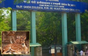 Pune: 16 Spotted Deer Die At Rajiv Gandhi Zoo; Foot-and-Mouth Disease Identified As Cause Of Outbreak