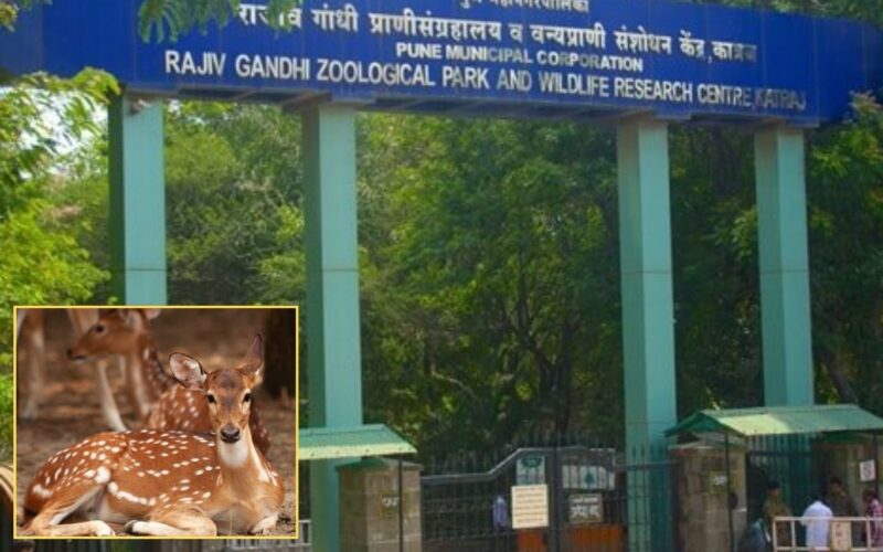 Pune: 16 Spotted Deer Die At Rajiv Gandhi Zoo; Foot-and-Mouth Disease Identified As Cause Of Outbreak