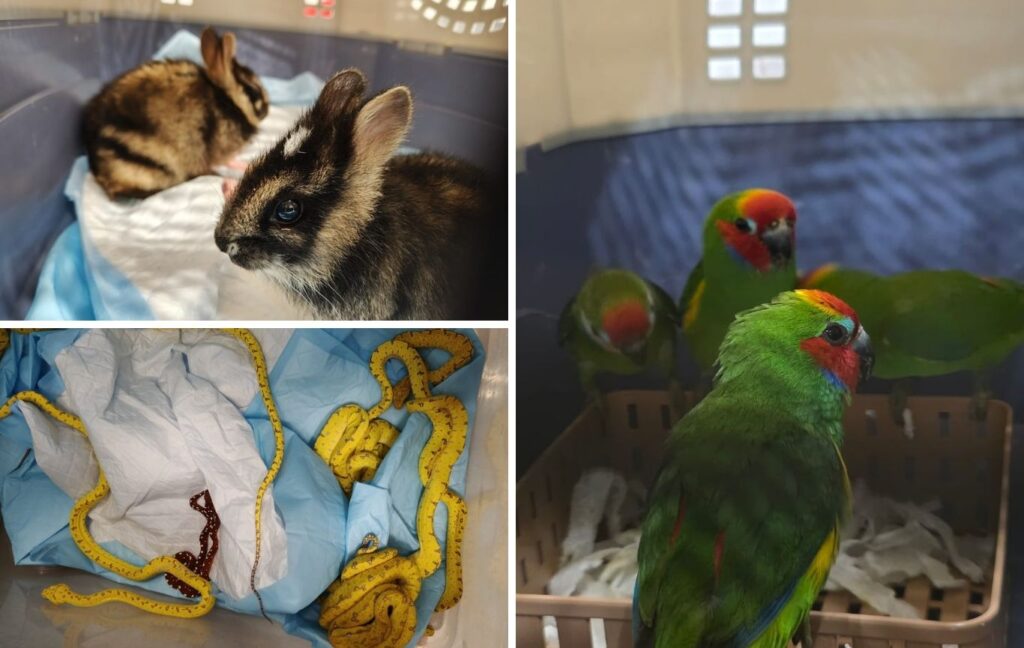 Wildlife Smuggling Foiled At Pune Airport: Rare Exotic Species Seized, Two Arrested
