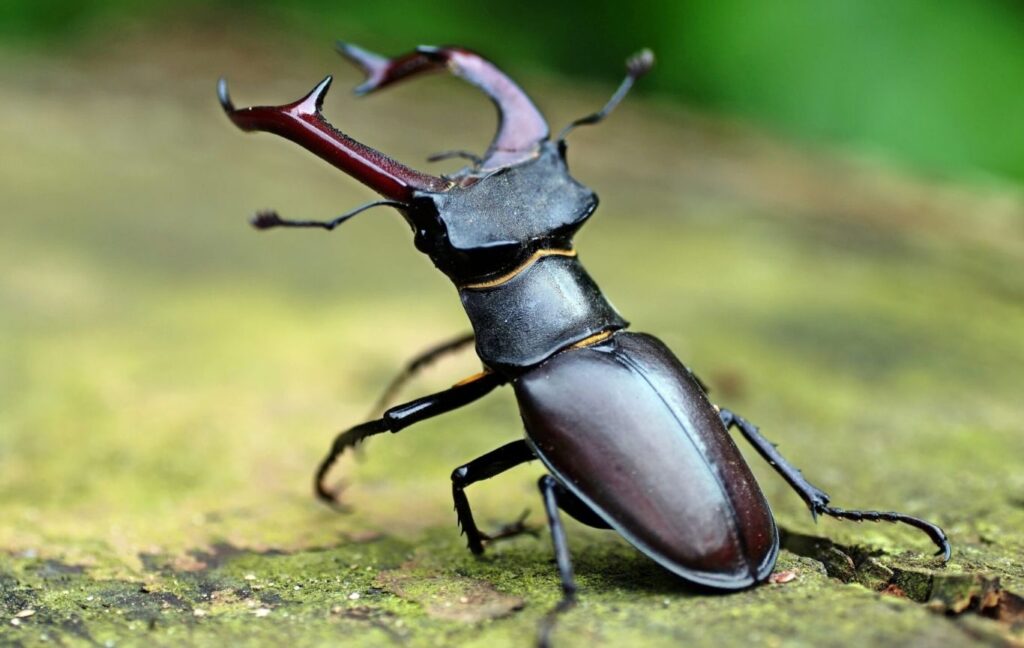 Rs 75 Lakh For A Beetle? Here's Why This Tiny Insect Is Worth A Fortune