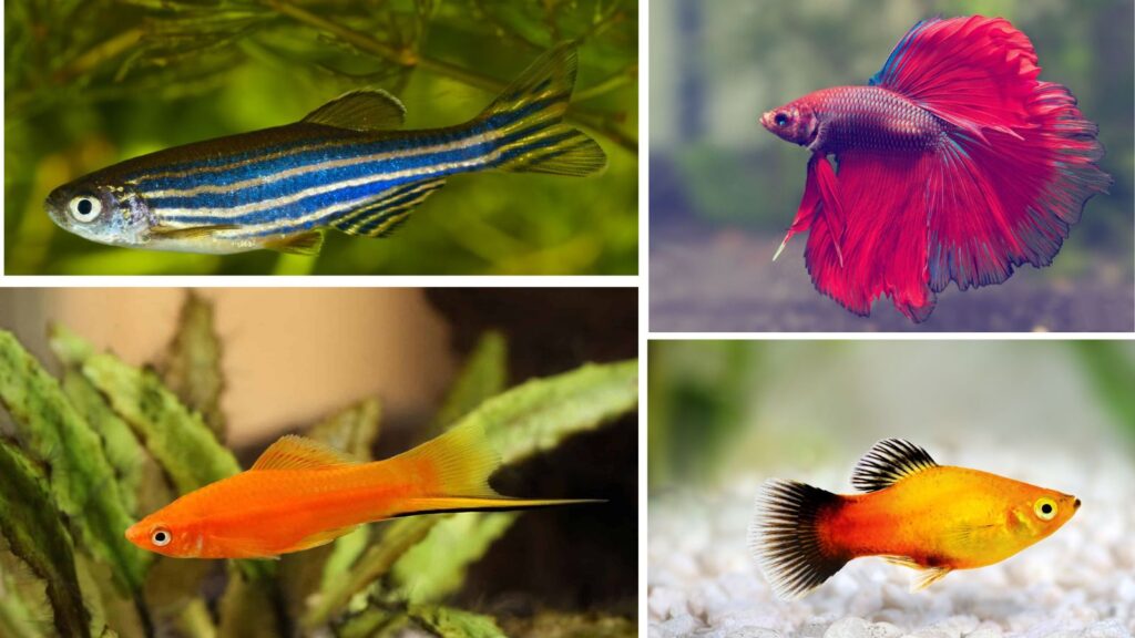 10 Beautiful and Low-Maintenance Fishes for Home Aquariums