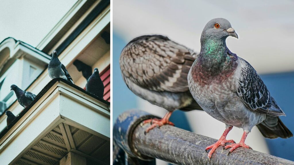 10 Safe and Easy Ways to Get Rid of Pigeons From Your Home