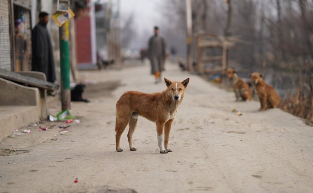 Residents Panic as Suspected Rabies Dog Bites Thirteen People in Busy Indapur Area