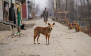 Residents Panic as Suspected Rabies Dog Bites Thirteen People in Busy Indapur Area