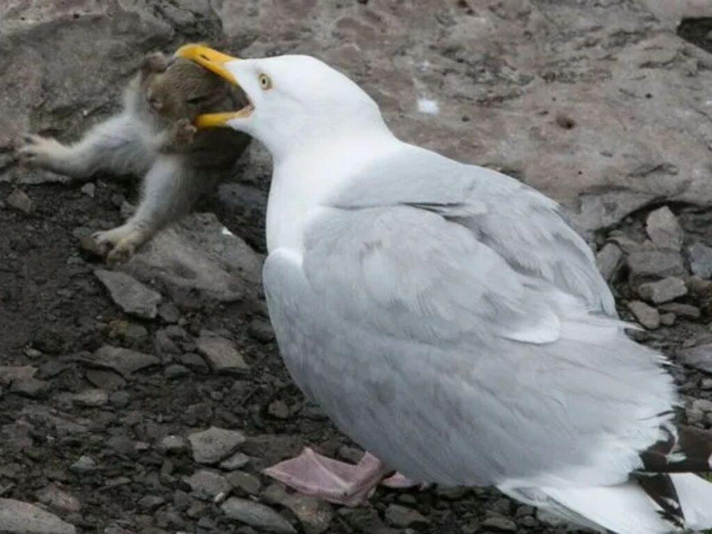 Seagull Stuns Internet by Swallowing a Live Rabbit—Unbelievable Video Inside!
