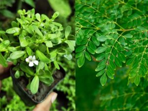 Brahmi + Moringa Do It All; This Herbal Combo Could Be the Ultimate Gut Detox Hack