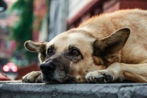 5 Things You Must Know Before Adopting a Stray Dog