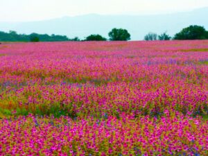 Kaas Plateau 2025: How This UNESCO World Heritage Site is Turning Into a Floral Paradise Weeks Ahead of Schedule