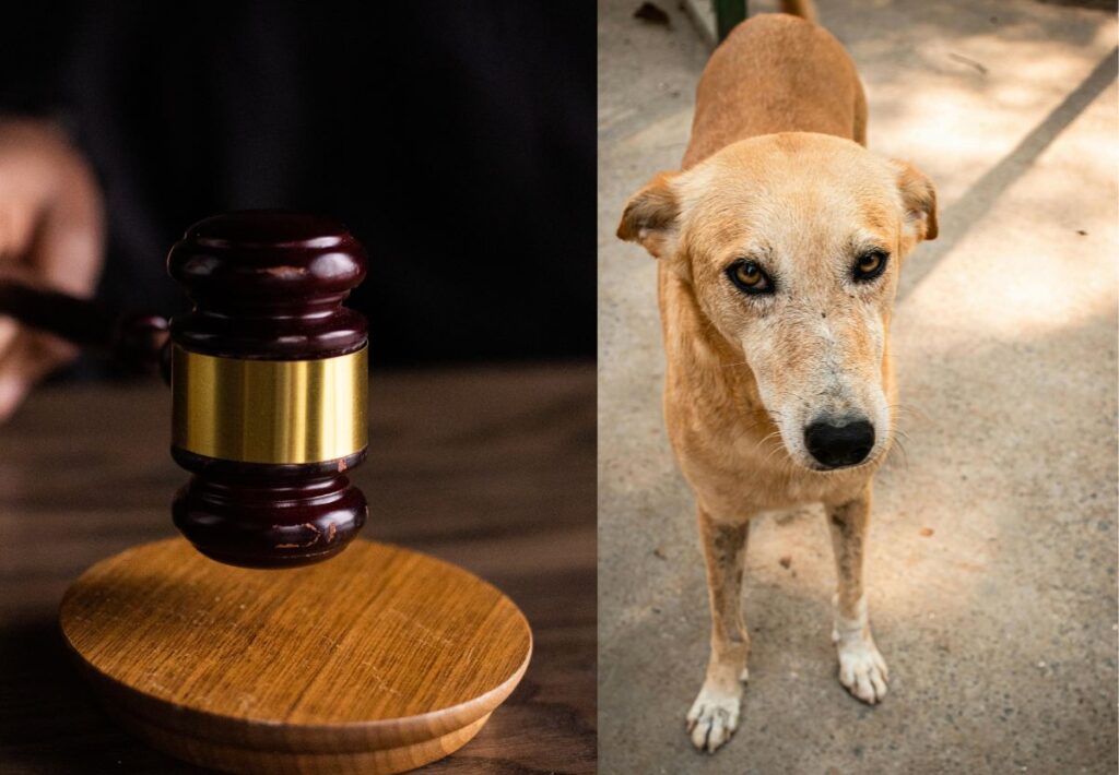Supreme Court Bans Feeding Stray Dogs in Public, ₹2 Lakh Fine for Obstructing Capture — Read to Know All