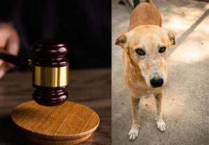 Supreme Court Bans Feeding Stray Dogs in Public, ₹2 Lakh Fine for Obstructing Capture — Read to Know All