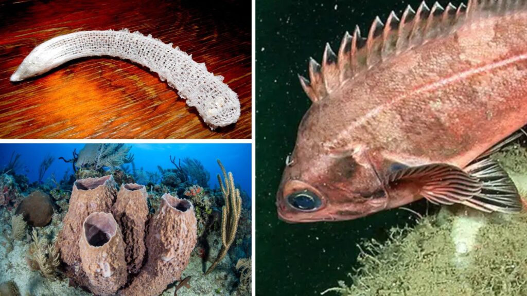 5 Fascinating Creatures That Can Live for Over 100 Years