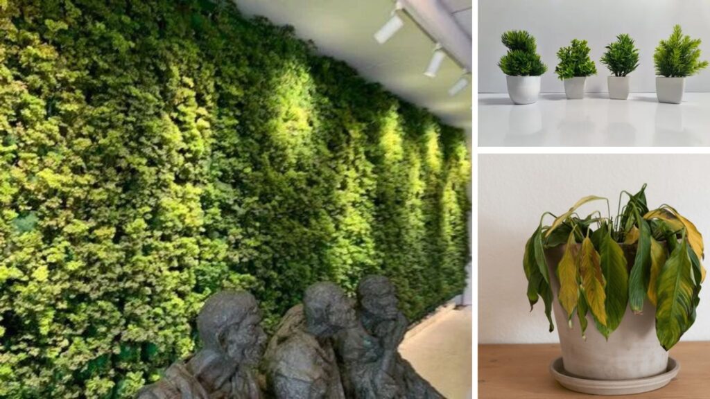 5 Plants You Should Avoid Keeping at Home for Better Energy and Good Luck
