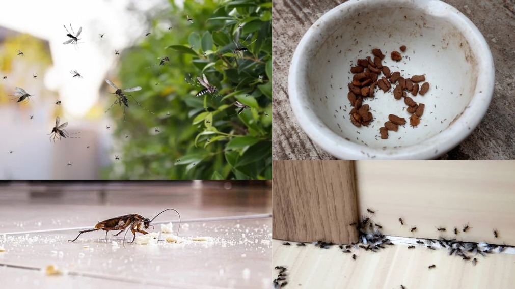 5 Ways You May Be Unknowingly Welcoming Pests Into Your Home