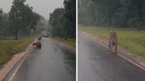 Captured on Cam: Cubs of Choti Madhu Tigress Caught Chasing Spotted Deer in Tadoba