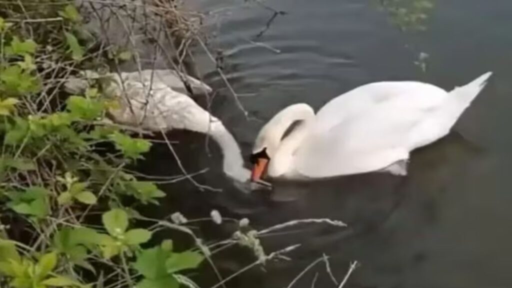 “A Love Even Death Can’t Break”: Emotional Swan Video Leaves Viewers in Tears