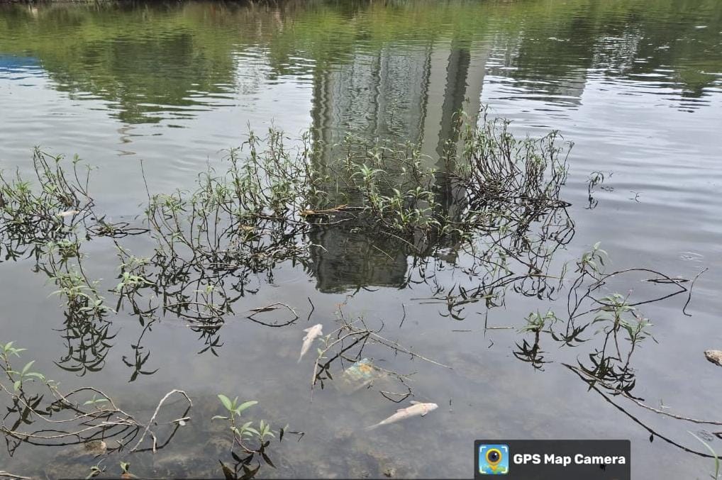 Pune: Mass Fish Deaths In Mula River Expose Alarming Pollution And Flawed Development Plans