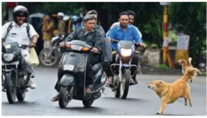Why Do Dogs Chase Moving Vehicles? The Real Reasons Might Surprise You