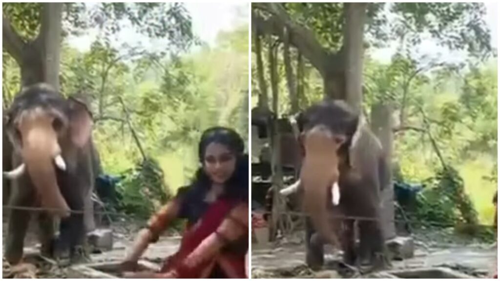 Watch: Girl’s Graceful Moves Get an Unexpected Dance Partner – An Elephant That Steals the Show!
