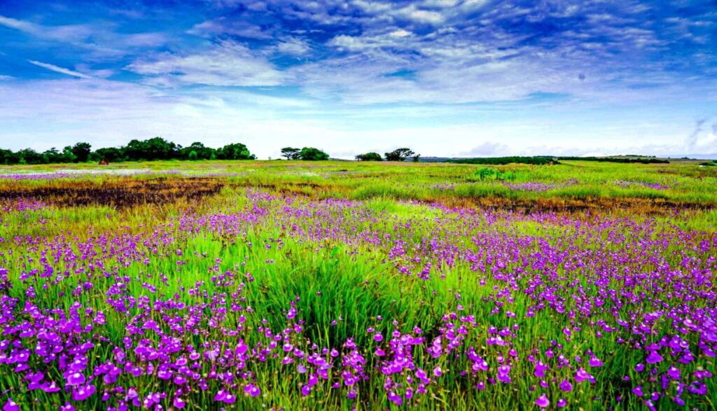 Kaas Plateau