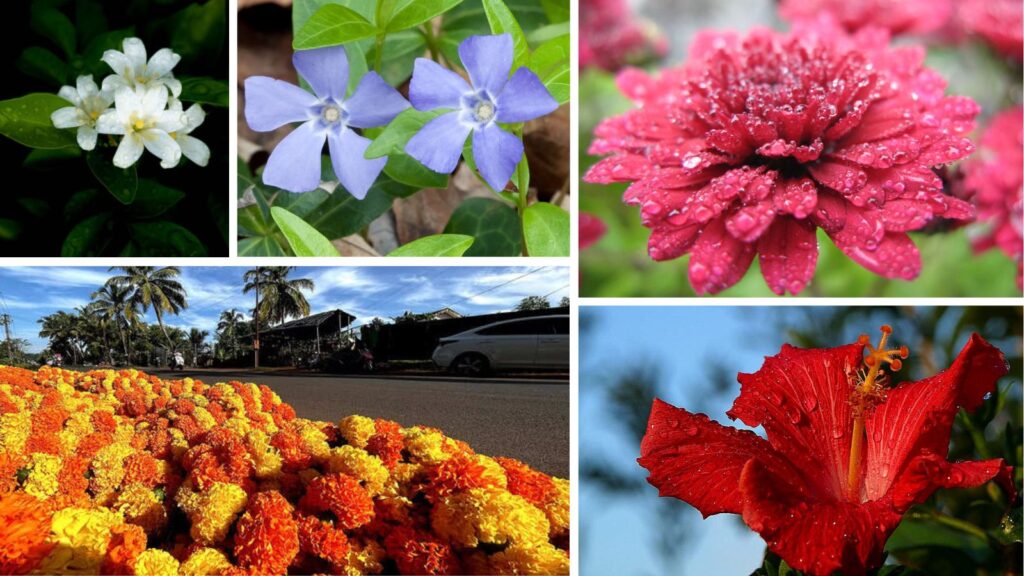 Rainy Season Blossoms: 8 Beautiful Flowers You Can Easily Grow from Stem Cuttings