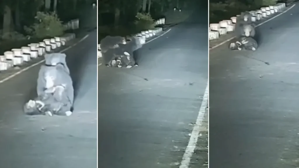 A Mother’s Grief on the Highway: Heartbreaking Moment Mama Bear Tries to Save Injured Cub in Madhya Pradesh